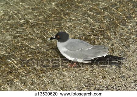 Stock Image - Lava gull in shallow water (Leucophaeus fuliginosus), Darwin Bay, Genovesa Island, Galapagos Islands, Ecuador. Fotosearch