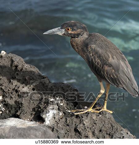 Lava heron (Butorides sundevalli) on a rock, Galapagos Islands, Ecuador View Large Photo Image Stock Photo - Lava heron (Butorides sundevalli) on a rock, Galapagos Islands, Ecuador. Fotosearch