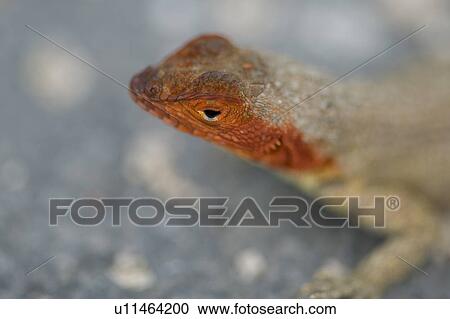 Stock Image - Lava lizard, North Seymour Island, Galapagos Islands, Ecuador. Fotosearch