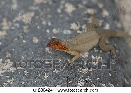 Lava lizard, North Seymour Island, Galapagos Islands, Ecuador View Large Photo Image Stock Image - Lava lizard, North Seymour Island, Galapagos Islands, Ecuador. Fotosearch