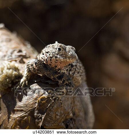 Stock Image - Lava lizard, North Seymour Island, Galapagos Islands, Ecuador. Fotosearch