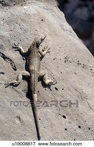 Stock Photo - Lava lizard on a rock, Punta Suarez, Espanola Island, Galapagos Islands, Ecuador. Fotosearch