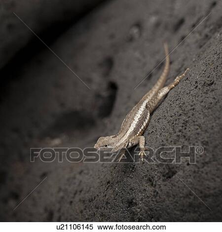 Lava lizard on rock, Playa Ochoa, San Cristobal Island, Galapagos Islands, Ecuador View Large Photo Image Stock Photography - Lava lizard on rock, Playa Ochoa, San Cristobal Island, Galapagos Islands, Ecuador. Fotosearch