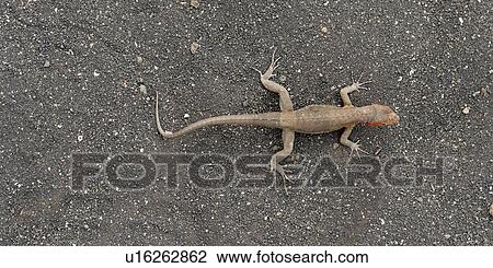 Stock Image - Lava lizard, Puerto Egas, Santiago Island, Galapagos Islands, Ecuador. Fotosearch