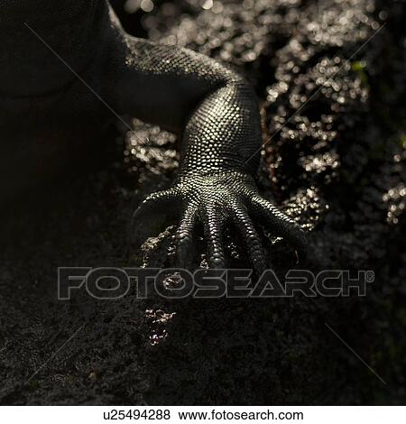 Stock Photo - Leg of a Marine iguana (Amblyrhynchus cristatus), Punta Espinoza, Fernandina Island, Galapagos Islands, Ecuador. Fotosearch