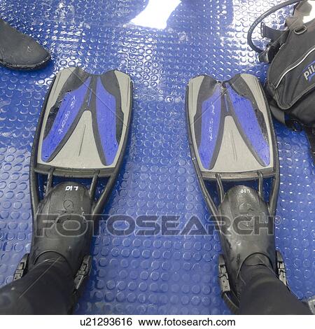 Stock Photograph - Legs of a scuba diver wearing flipper, Santa Cruz Island, Galapagos Islands, Ecuador. Fotosearch