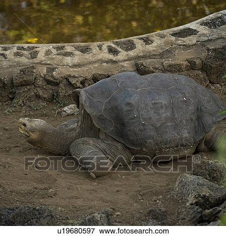 Lonesome George a Giant tortoise, Charles Darwin Research Station, Santa Cruz Island, Galapagos Islands, Ecuador View Large Photo Image Stock Photo - Lonesome George a Giant tortoise, Charles Darwin Research Station, Santa Cruz Island, Galapagos Islands, Ecuador. Fotosearch