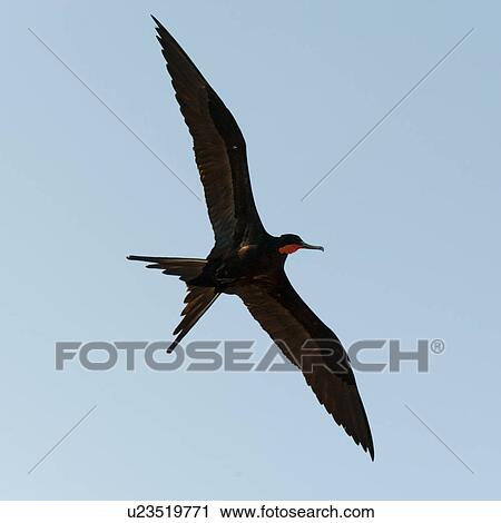 Stock Image - Low angle view of a Great frigatebird (Fregata minor) flying in the sky, Prince Philip's Steps, Genovesa Island, Galapagos Islands, Ecuador. Fotosearch