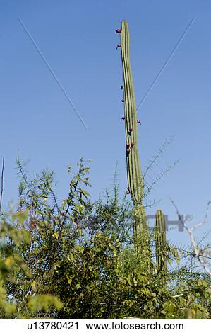 Low angle view of Candelabra Cactus, Puerto Baquerizo Moreno, San Cristobal Island, Galapagos Islands, Ecuador View Large Photo Image Stock Image - Low angle view of Candelabra Cactus, Puerto Baquerizo Moreno, San Cristobal Island, Galapagos Islands, Ecuador. Fotosearch