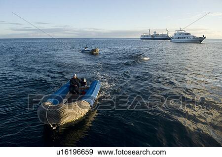 Man sitting in a boat in an ocean, Punta Suarez, Espanola Island, Galapagos Islands, Ecuador View Large Photo Image Stock Photo - Man sitting in a boat in an ocean, Punta Suarez, Espanola Island, Galapagos Islands, Ecuador. Fotosearch