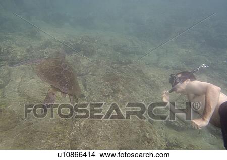 Picture - Man snorkeling underwater, Puerto Egas, Santiago Island, Galapagos Islands, Ecuador. Fotosearch