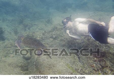 Stock Image - Man snorkeling underwater, Puerto Egas, Santiago Island, Galapagos Islands, Ecuador. Fotosearch