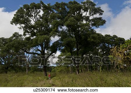 Man trekking in forest, Santa Cruz Island, Galapagos Islands, Ecuador View Large Photo Image Picture - Man trekking in forest, Santa Cruz Island, Galapagos Islands, Ecuador. Fotosearch