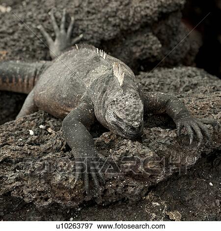 Stock Photo - Marine iguana (Amblyrhynchus cristatus) resting on a rock, Punta Espinoza, Fernandina Island, Galapagos Islands, Ecuador. Fotosearch
