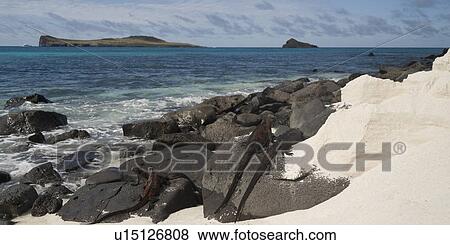 Stock Photo - Marine iguana (Amblyrhynchus cristatus) on rocks, Punta Suarez, Espanola Island, Galapagos Islands, Ecuador. Fotosearch