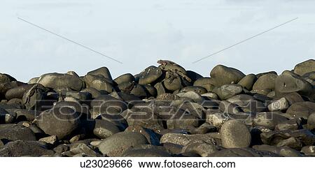 Stock Photograph - Marine iguana (Amblyrhynchus cristatus) on rocks, Punta Suarez, Espanola Island, Galapagos Islands, Ecuador. Fotosearch