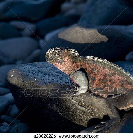 Stock Photography - Marine iguana (Amblyrhynchus cristatus) on a rock, Punta Suarez, Espanola Island, Galapagos Islands, Ecuador. Fotosearch