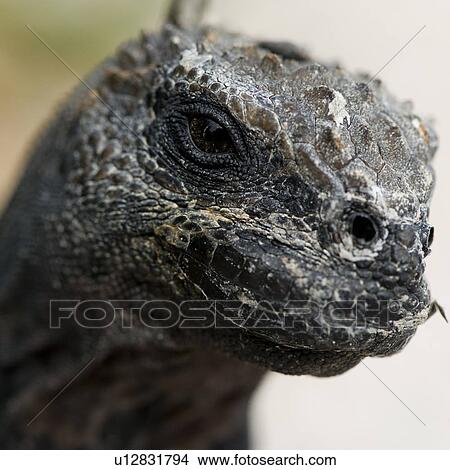 Marine iguana (Amblyrhynchus cristatus), North Seymour Island, Galapagos Islands, Ecuador View Large Photo Image Picture - Marine iguana (Amblyrhynchus cristatus), North Seymour Island, Galapagos Islands, Ecuador. Fotosearch