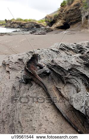 Picture - Marine iguana (Amblyrhynchus cristatus), Puerto Egas, Santiago Island, Galapagos Islands, Ecuador. Fotosearch