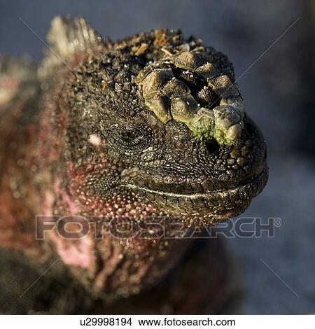 Picture - Marine iguana (Amblyrhynchus cristatus), Punta Suarez, Espanola Island, Galapagos Islands, Ecuador. Fotosearch