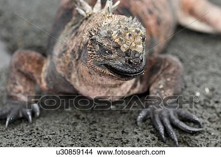 Marine iguana (Amblyrhynchus cristatus), Puerto Egas, Santiago Island, Galapagos Islands, Ecuador View Large Photo Image Picture - Marine iguana (Amblyrhynchus cristatus), Puerto Egas, Santiago Island, Galapagos Islands, Ecuador. Fotosearch