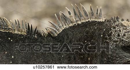 Stock Image - Marine iguana (Amblyrhynchus cristatus), Punta Espinoza, Fernandina Island, Galapagos Islands, Ecuador. Fotosearch