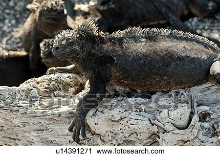 Marine iguana (Amblyrhynchus cristatus), Punta Espinoza, Fernandina Island, Galapagos Islands, Ecuador View Large Photo Image Stock Image - Marine iguana (Amblyrhynchus cristatus), Punta Espinoza, Fernandina Island, Galapagos Islands, Ecuador. Fotosearch