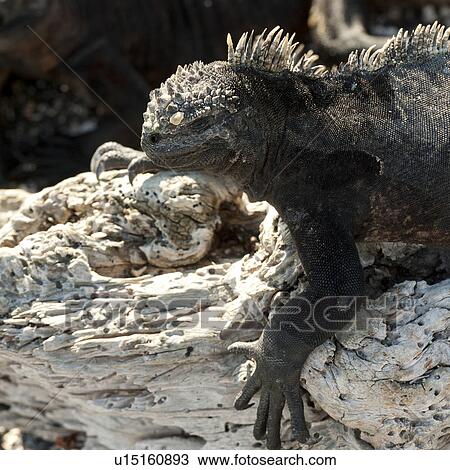 Stock Image - Marine iguana (Amblyrhynchus cristatus), Punta Espinoza, Fernandina Island, Galapagos Islands, Ecuador. Fotosearch