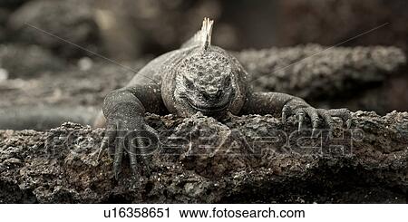 Stock Image - Marine iguana (Amblyrhynchus cristatus), Punta Espinoza, Fernandina Island, Galapagos Islands, Ecuador. Fotosearch