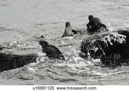 Stock Image - Marine iguana (Amblyrhynchus cristatus), Punta Suarez, Espanola Island, Galapagos Islands, Ecuador. Fotosearch