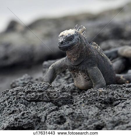 Stock Image - Marine iguana (Amblyrhynchus cristatus), Puerto Egas, Santiago Island, Galapagos Islands, Ecuador. Fotosearch