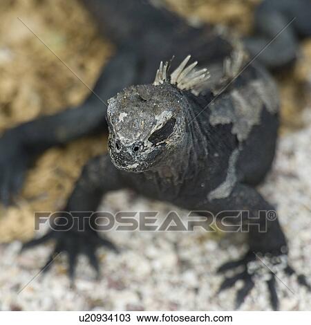 Stock Image - Marine iguana (Amblyrhynchus cristatus), North Seymour Island, Galapagos Islands, Ecuador. Fotosearch
