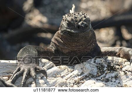 Stock Photo - Marine iguana (Amblyrhynchus cristatus), Punta Espinoza, Fernandina Island, Galapagos Islands, Ecuador. Fotosearch