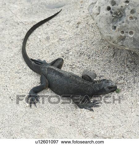Marine iguana (Amblyrhynchus cristatus), North Seymour Island, Galapagos Islands, Ecuador View Large Photo Image Stock Photo - Marine iguana (Amblyrhynchus cristatus), North Seymour Island, Galapagos Islands, Ecuador. Fotosearch