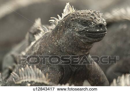 Marine iguana, (Amblyrhynchus cristatus), Punta Espinoza, Fernandina Island, Galapagos Islands, Ecuador View Large Photo Image Stock Photo - Marine iguana, (Amblyrhynchus cristatus), Punta Espinoza, Fernandina Island, Galapagos Islands, Ecuador. Fotosearch