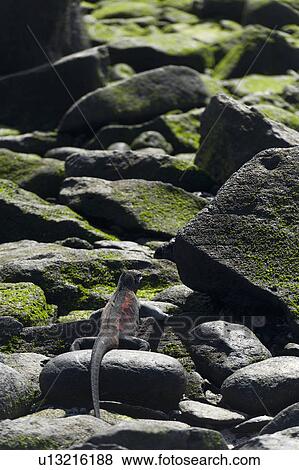 Marine iguana (Amblyrhynchus cristatus), Punta Suarez, Espanola Island, Galapagos Islands, Ecuador View Large Photo Image Stock Photo - Marine iguana (Amblyrhynchus cristatus), Punta Suarez, Espanola Island, Galapagos Islands, Ecuador. Fotosearch