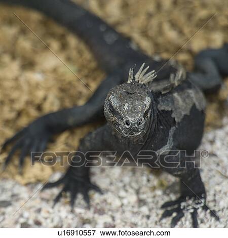 Stock Photo - Marine iguana (Amblyrhynchus cristatus), North Seymour Island, Galapagos Islands, Ecuador. Fotosearch
