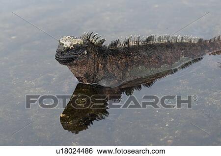 Stock Photograph - Marine iguana (Amblyrhynchus cristatus), Puerto Egas, Santiago Island, Galapagos Islands, Ecuador. Fotosearch
