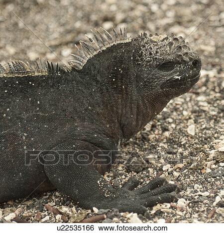Marine iguana (Amblyrhynchus cristatus), Punta Espinoza, Fernandina Island, Galapagos Islands, Ecuador View Large Photo Image Stock Photograph - Marine iguana (Amblyrhynchus cristatus), Punta Espinoza, Fernandina Island, Galapagos Islands, Ecuador. Fotosearch