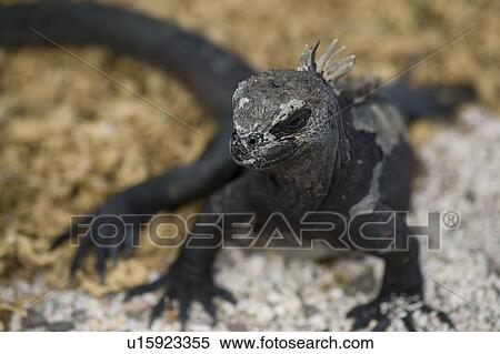 Stock Photography - Marine iguana (Amblyrhynchus cristatus), North Seymour Island, Galapagos Islands, Ecuador. Fotosearch
