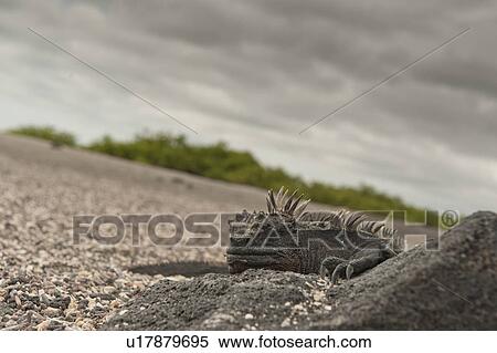 Stock Photography - Marine iguana (Amblyrhynchus cristatus), Punta Espinoza, Fernandina Island, Galapagos Islands, Ecuador. Fotosearch