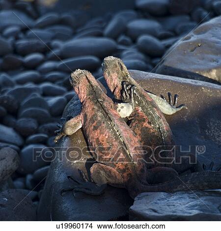 Marine iguanas (Amblyrhynchus cristatus), Punta Suarez, Espanola Island, Galapagos Islands, Ecuador View Large Photo Image Picture - Marine iguanas (Amblyrhynchus cristatus), Punta Suarez, Espanola Island, Galapagos Islands, Ecuador. Fotosearch
