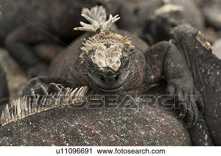 Marine iguanas (Amblyrhynchus cristatus), Punta Espinoza, Fernandina Island, Galapagos Islands, Ecuador View Large Photo Image Stock Image - Marine iguanas (Amblyrhynchus cristatus), Punta Espinoza, Fernandina Island, Galapagos Islands, Ecuador. Fotosearch