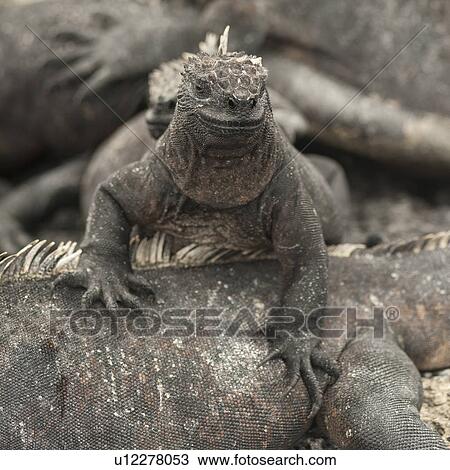 Stock Image - Marine iguanas (Amblyrhynchus cristatus), Punta Espinoza, Fernandina Island, Galapagos Islands, Ecuador. Fotosearch