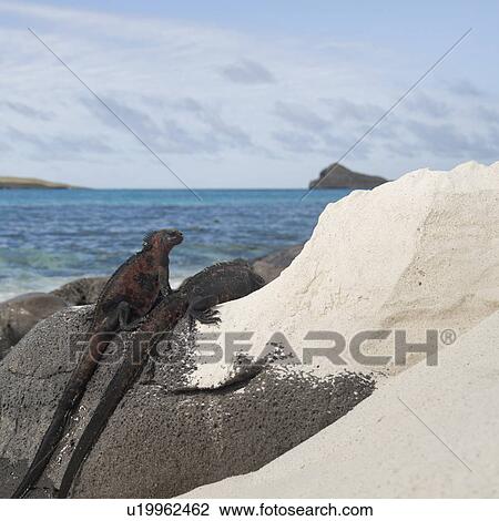 Stock Image - Marine iguanas (Amblyrhynchus cristatus) on rock at the coast, Gardner Bay, Espanola Island, Galapagos Islands, Ecuador. Fotosearch