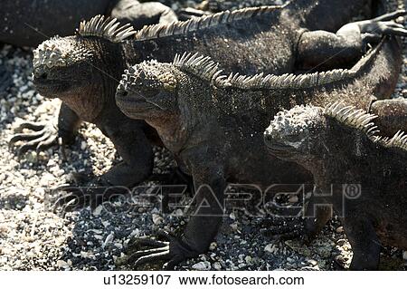 Marine iguanas (Amblyrhynchus cristatus), Punta Espinoza, Fernandina Island, Galapagos Islands, Ecuador View Large Photo Image Stock Photo - Marine iguanas (Amblyrhynchus cristatus), Punta Espinoza, Fernandina Island, Galapagos Islands, Ecuador. Fotosearch