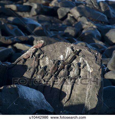 Marine iguanas (Amblyrhynchus cristatus), Punta Suarez, Espanola Island, Galapagos Islands, Ecuador View Large Photo Image Stock Photograph - Marine iguanas (Amblyrhynchus cristatus), Punta Suarez, Espanola Island, Galapagos Islands, Ecuador. Fotosearch