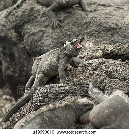 Stock Photograph - Marine iguanas (Amblyrhynchus cristatus) on rocks, Punta Espinoza, Fernandina Island, Galapagos Islands, Ecuador. Fotosearch
