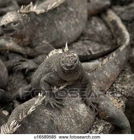 Stock Photography - Marine iguanas (Amblyrhynchus cristatus), Punta Espinoza, Fernandina Island, Galapagos Islands, Ecuador. Fotosearch