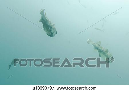 Stock Photo - Masked Puffer ( Arothron diadematus) fish swimming underwater, Santa Cruz Island, Galapagos Islands, Ecuador. Fotosearch